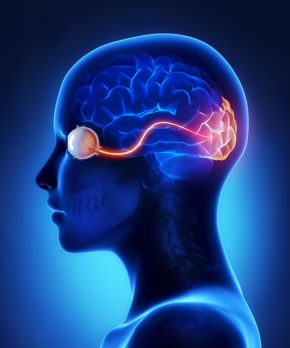 Eye and visual cortex nerves in 3D
